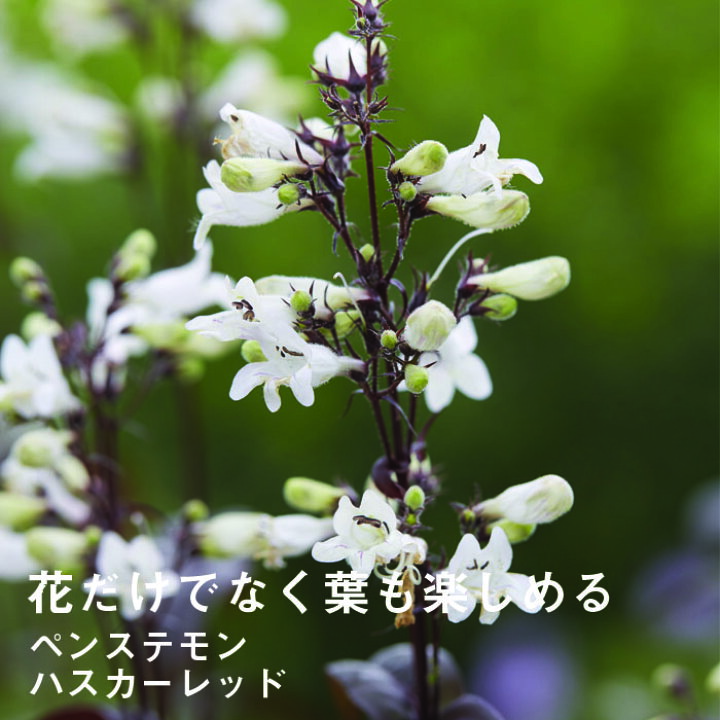 楽天市場 宿根草 苗 ペンステモン ハスカーレッド 9cmロングポット 草丈の高い ボーダー ガーデン しゅっこんそう 多年草 ペレニアル 花の大和 楽天市場店 楽天市場 宿根草 苗 ペンステモン ハスカーレッド 9cmロングポット 草丈の高い ボーダー ガーデン しゅっこんそう 多年草 ペレニアル 花の大和 楽天市場店