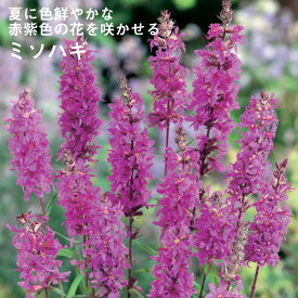 楽天市場 ミソハギ 花の通販 楽天市場 ミソハギ 花の通販