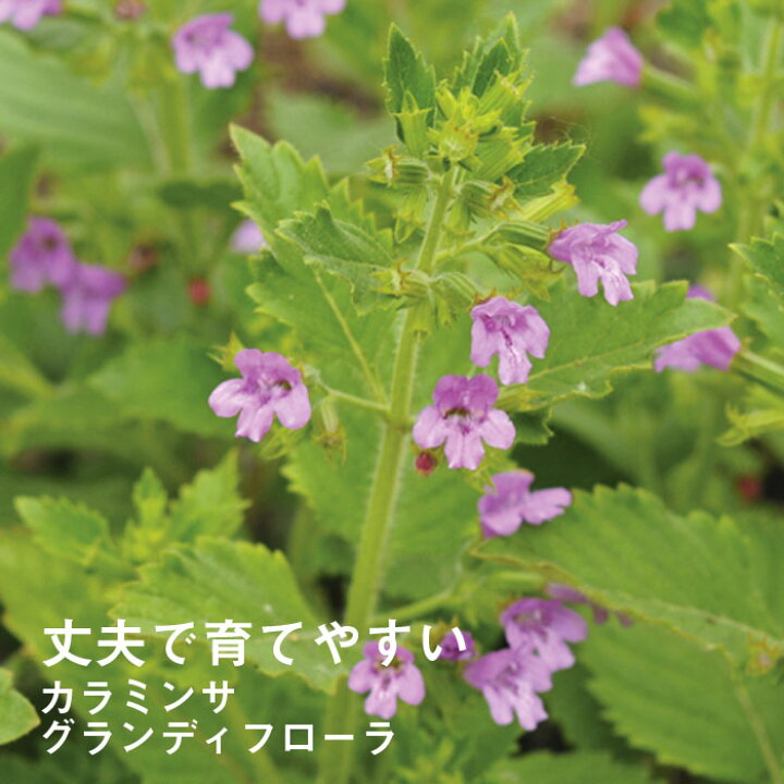 楽天市場 宿根草 苗 カラミンサ グランディフローラ ９ｃｍロングポット 暑さに強い 耐暑性 しゅっこんそう 多年草 ペレニアル 花の大和 楽天市場店
