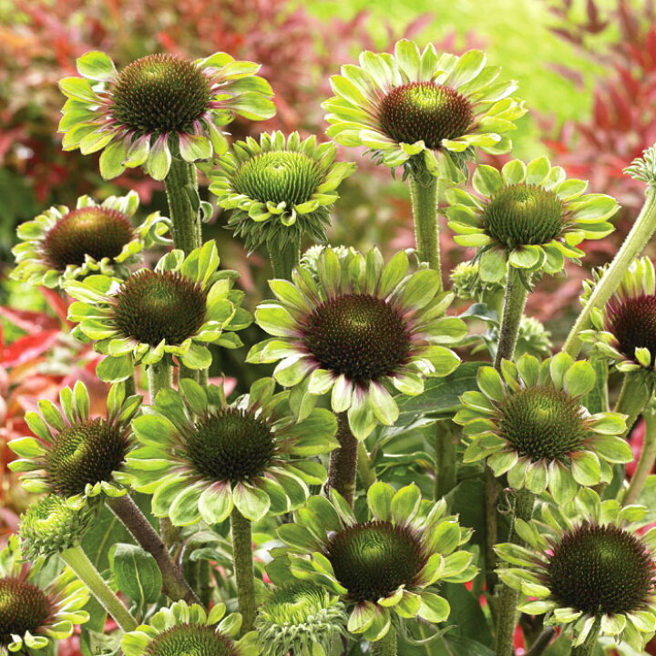 楽天市場 宿根草 苗 エキナセア グリーンツイスター ９ｃｍロングポット 切り花向け しゅっこんそう 多年草 ペレニアル 予約商品 早割価格 １０月後半より順次発送 花の大和 楽天市場店