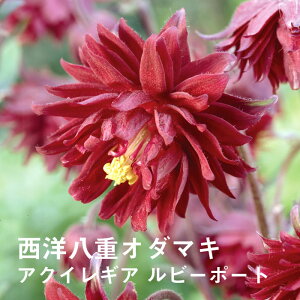 切り花 苗の人気商品 通販 価格比較 価格 Com