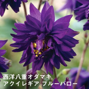 y\Ezh c ANCMA u[o[ 9cmO|bg ؂Ԍ 񂻂 N yjAy11{菇z