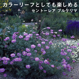 楽天市場 バラ に 合う 宿根草の通販