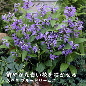 楽天市場 宿根草 青い 花の通販