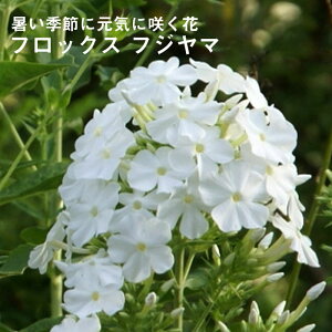 苗 フロックスの人気商品 通販 価格比較 価格 Com