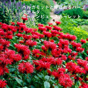 y\Ezh c i_ K[fr[XJ[bg 9cmO|bg ̍ {[_[ K[f Ny11{菇z