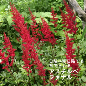 楽天市場 宿根草 アスチルベの通販 楽天市場 宿根草 アスチルベの通販