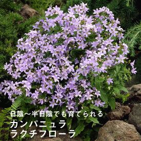 楽天市場 カンパニュラ苗の通販