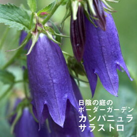 楽天市場 カンパニュラ 苗の通販
