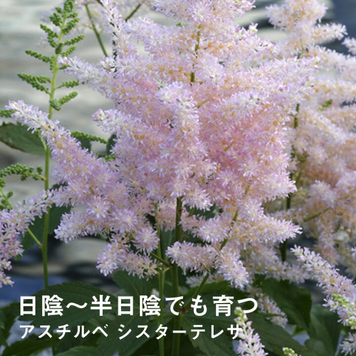 楽天市場 宿根草 苗 アスチルベ シスターテレサ ９ｃｍロングポット 日陰 半日陰 シェード ガーデン しゅっこんそう 多年草 ペレニアル 予約商品 早割価格 １０月後半より順次発送 花の大和 楽天市場店