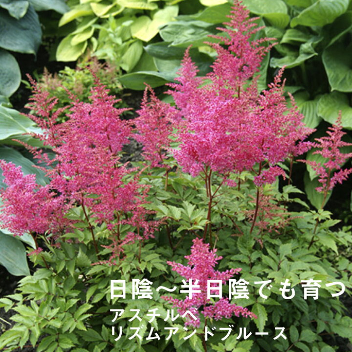 楽天市場 宿根草 苗 アスチルベ リズム ブルース ９ｃｍロングポット 日陰 半日陰 シェード ガーデン しゅっこんそう 多年草 ペレニアル 予約商品 早割価格 １０月後半より順次発送 花の大和 楽天市場店