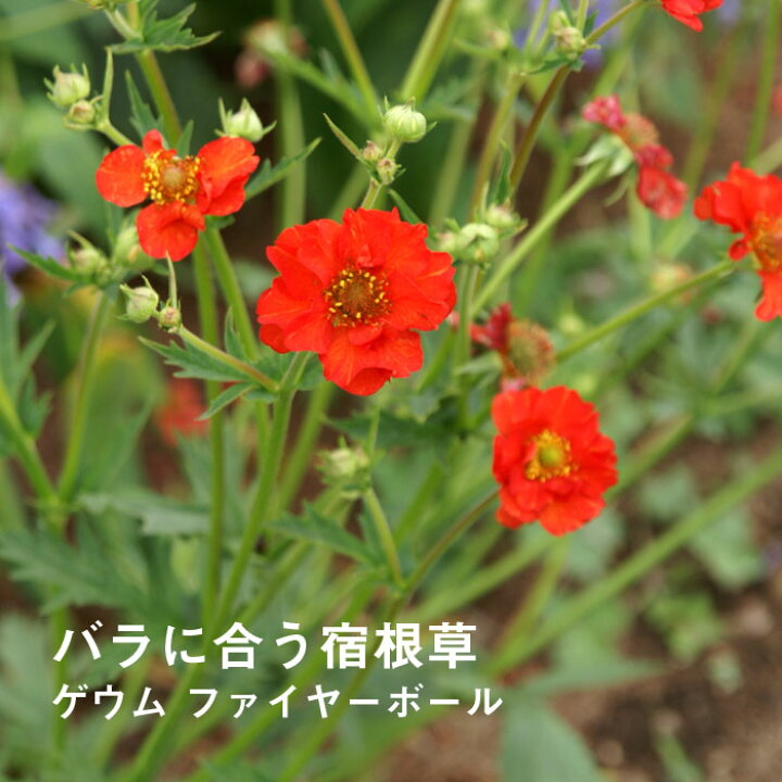 楽天市場 宿根草 苗 ゲウム ファイヤーボール ９ｃｍロングポット バラに合う しゅっこんそう 多年草 ペレニアル 花の大和 楽天市場店