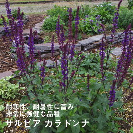楽天市場 バラ に 合う 宿根草の通販