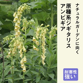楽天市場 ジギタリス 花の通販