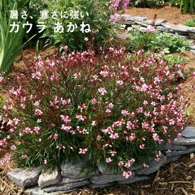 楽天市場 ガウラ 花の通販