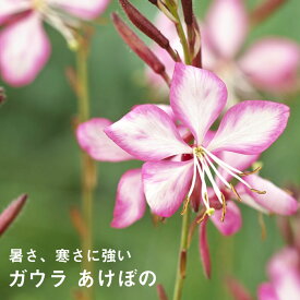 楽天市場 ガウラ 花の通販