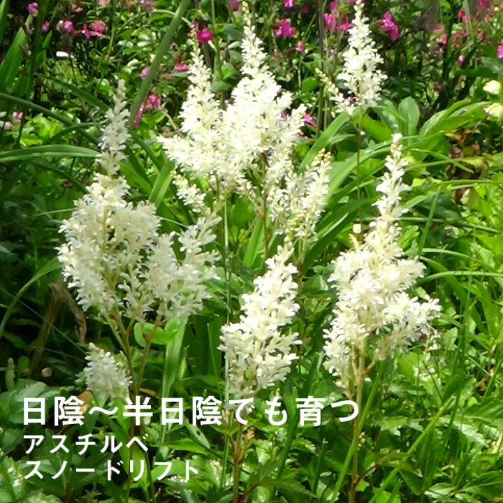 楽天市場 宿根草 苗 アスチルベ スノードリフト ９ｃｍロングポット 日陰 半日陰 シェード ガーデン しゅっこんそう 多年草 ペレニアル 予約商品 早割価格 １０月後半より順次発送 花の大和 楽天市場店