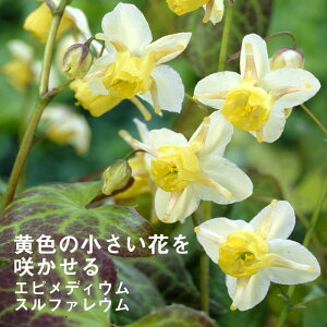 y\Ezh c GsfBE Xt@E 9cmO|bg A A VF[h K[f N yjAy11{菇z