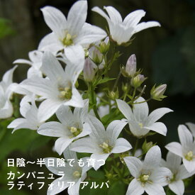 楽天市場 カンパニュラ 苗の通販