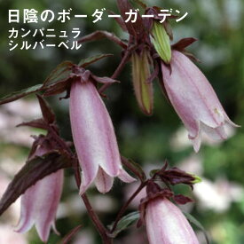 楽天市場 花の苗物 種類 植物 カンパニュラ 苗物 ガーデニング 農業 花 ガーデン Diyの通販 楽天市場 花の苗物 種類 植物 カンパニュラ 苗物 ガーデニング 農業 花 ガーデン Diyの通販