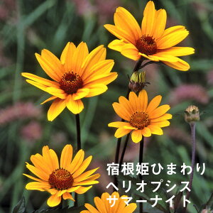 ひまわり 苗 苗の人気商品 通販 価格比較 価格 Com ひまわり 苗 苗の人気商品 通販 価格比較 価格 Com