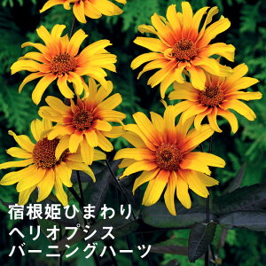 苗 ひまわり 苗の人気商品 通販 価格比較 価格 Com