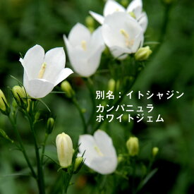 楽天市場 宿根草 カンパニュラの通販