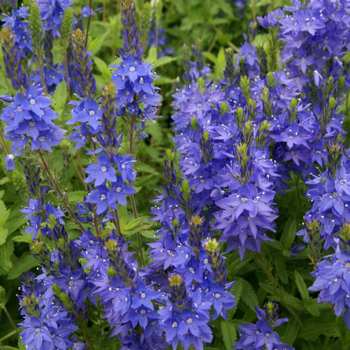 楽天市場 宿根草 苗 ベロニカ ロイヤルブルー ９ｃｍロングポット バラに合う しゅっこんそう 多年草 ペレニアル 花の大和 楽天市場店