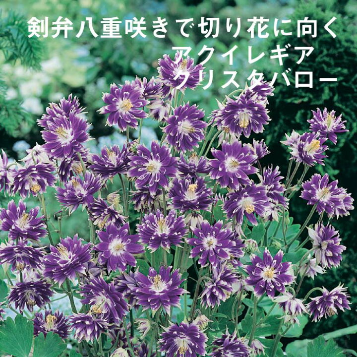 楽天市場 宿根草 苗 アクイレギア クリスタバロー ９ｃｍロングポット 切り花向け しゅっこんそう 多年草 ペレニアル 予約商品 早割価格 １０月後半より順次発送 花の大和 楽天市場店
