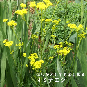 切り花 苗の人気商品 通販 価格比較 価格 Com