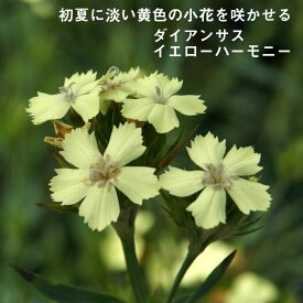 楽天市場 バラ に 合う 宿根草の通販 楽天市場 バラ に 合う 宿根草の通販