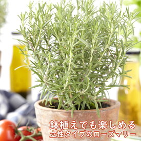 楽天市場 ローズマリー 立性 花 ガーデン Diy の通販