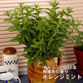 楽天市場 オレンジミント 苗の通販