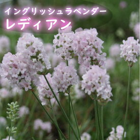 楽天市場 宿根草 苗の通販