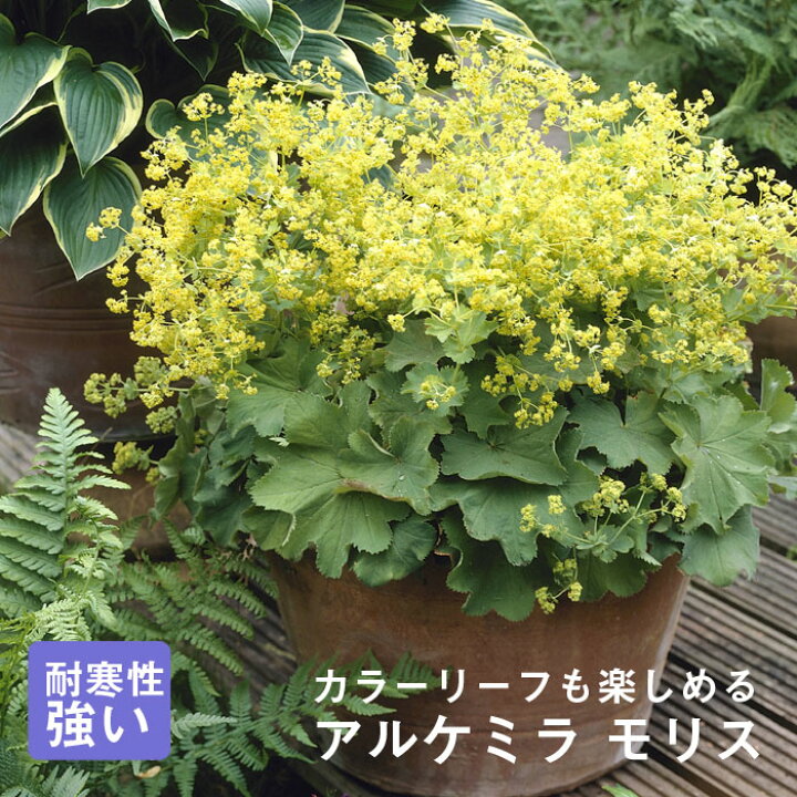 楽天市場 宿根草 苗 アルケミラ モリス ９ｃｍロングポット バラに合う しゅっこんそう 多年草 ペレニアル 花の大和 楽天市場店