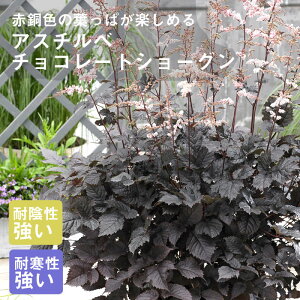 y\Ezv~A h c AX`x `R[gV[O 12cm|bg A A VF[h K[f Ny10{菇z