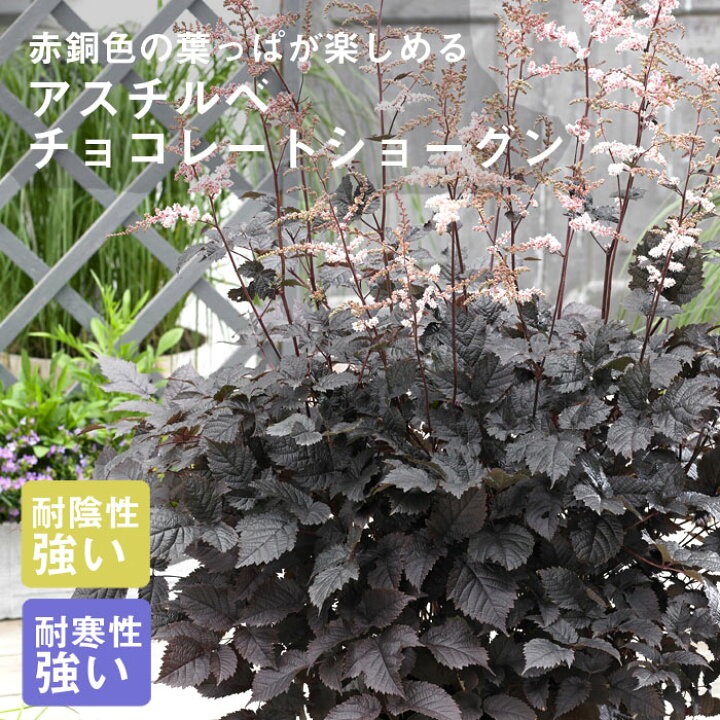 楽天市場 宿根草 苗 アスチルベ チョコレートショーグン ９ｃｍロングポット 登録品種 日陰 半日陰 シェード ガーデン しゅっこんそう 多年草 ペレニアル 予約商品 早割価格 １０月後半より順次発送 花の大和 楽天市場店