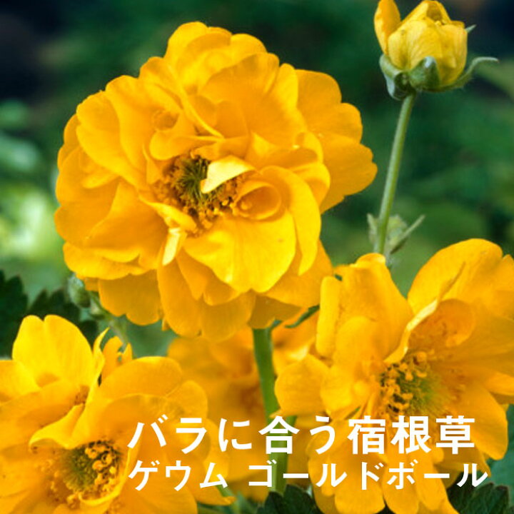 楽天市場 宿根草 苗 ゲウム ゴールドボール ９ｃｍロングポット バラに合う しゅっこんそう 多年草 ペレニアル 花の大和 楽天市場店