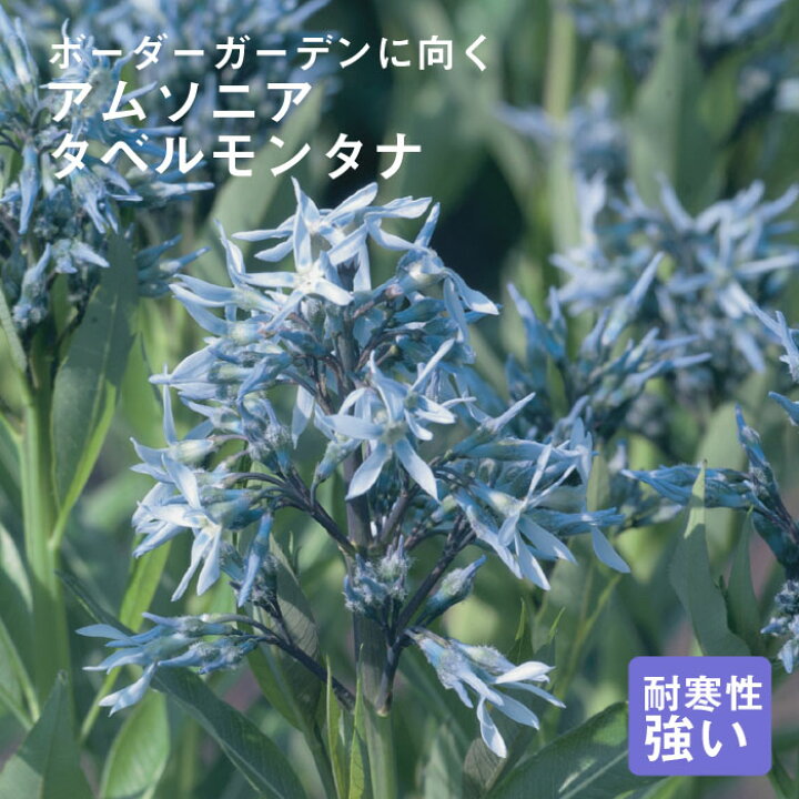 楽天市場 宿根草 苗 アムソニア タベルモンタナ ９ｃｍロングポット 草丈の高い ボーダー ガーデン しゅっこんそう 多年草 ペレニアル 予約商品 早割価格 １０月後半より順次発送 花の大和 楽天市場店