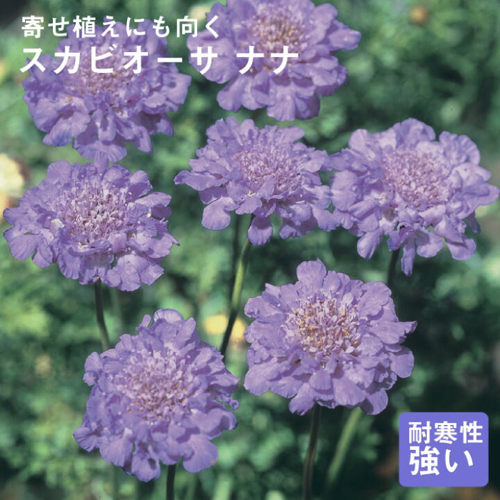 楽天市場 宿根草 苗 スカビオーサ ナナ ９ｃｍロングポット バラに合う しゅっこんそう 多年草 ペレニアル 花の大和 楽天市場店