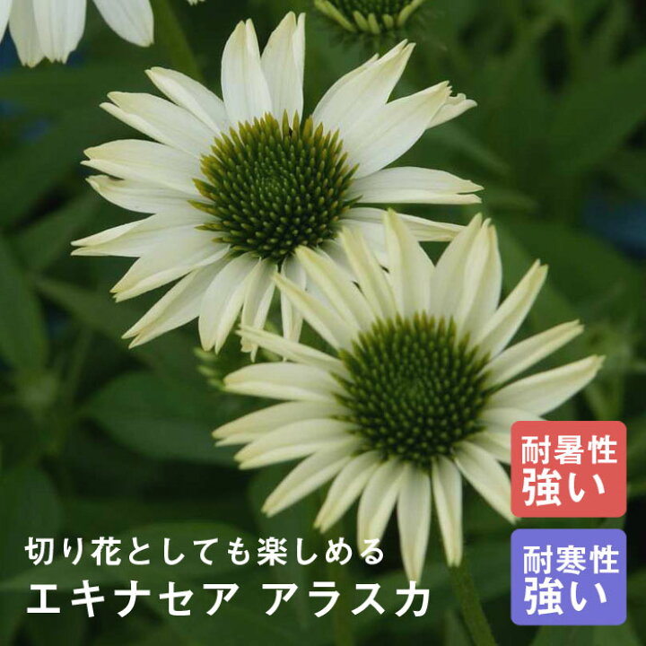 楽天市場 予約商品 宿根草 苗 エキナセア アラスカ ９ｃｍロングポット 切り花向け しゅっこんそう 多年草 ペレニアル 早割価格 １１月前半より順次発送 花の大和 楽天市場店