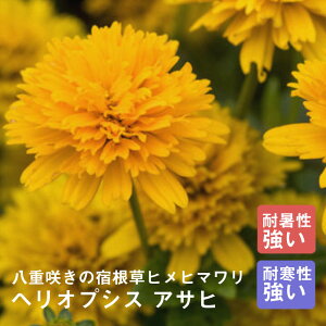 ひまわり 苗の人気商品 通販 価格比較 価格 Com