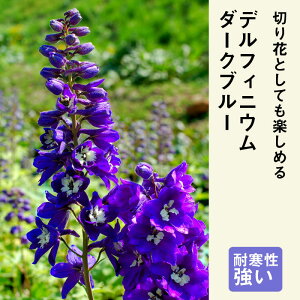 苗 デルフィニウムの人気商品 通販 価格比較 価格 Com