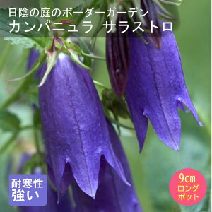 y\Ezh c Jpj TXg 9cmO|bg A A VF[h K[f 񂻂 Ny11{菇z