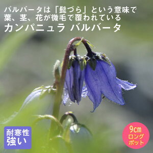 y\Ezh c Jpj oo[^ 9cmO|bg A A VF[h K[f 񂻂 N y10{菇z