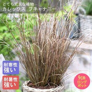 y\Ezh c JbNX uLij[ 9cmO|bg OX 񂻂 Ny11{菇z