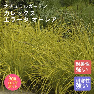 y\Ezh c JbNX G[^ I[A 9cmO|bg OX 񂻂 N yjAy11{菇z