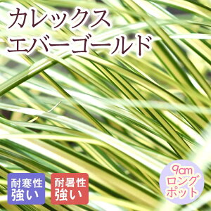 y\Ezh c JbNX Go[S[h 9cmO|bg OX 񂻂 N yjAy11{菇z