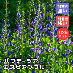 y\Ezv~A h c oveBVA JXsAu[ 12cm|bg ؂ԂƂĊyށy11{菇z