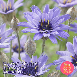 y\Ezh c J^iVF JGA 9cmO|bg ̒Ⴂ 񂻂 N yjAy11{菇z